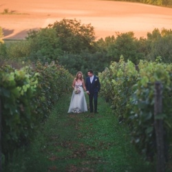 Babérliget - szőlő, panoráma, romantika, esküvő, szerelem, naplemente